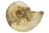 Jurassic Ammonite Fossil - Sakaraha, Madagascar #251303-1